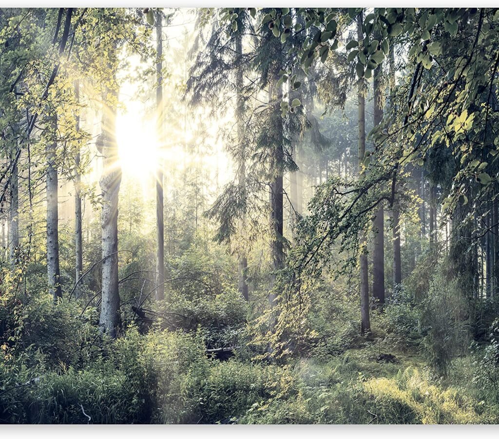 Paraje natural en el bosque con el sol entre los árboles